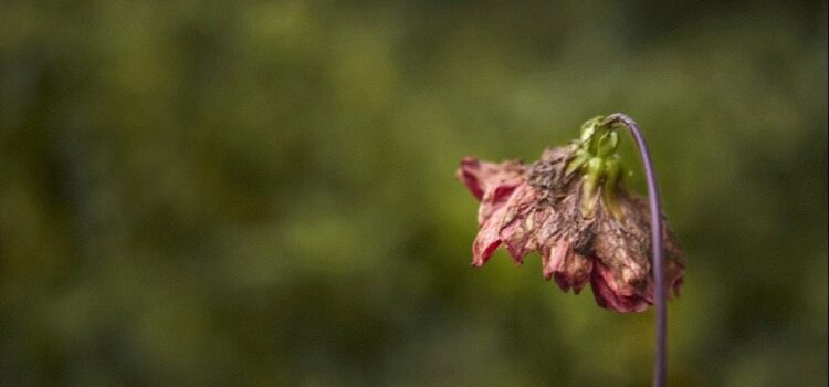 Bolivia registra 19 feminicidios en 2026 y advierte sobre aumento de violencia