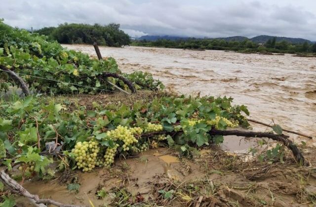 Cuatro municipios de Tarija declaran emergencia por lluvias y daños en el agro