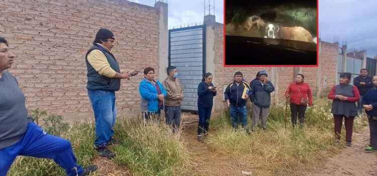 Vecinos de Santa Cruz denuncian ataque de perros que mata a mascota y exigen Zoonosis