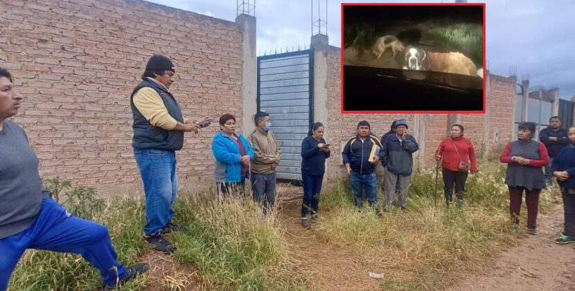 Vecinos de Santa Cruz denuncian ataque de perros que mata a mascota y exigen Zoonosis