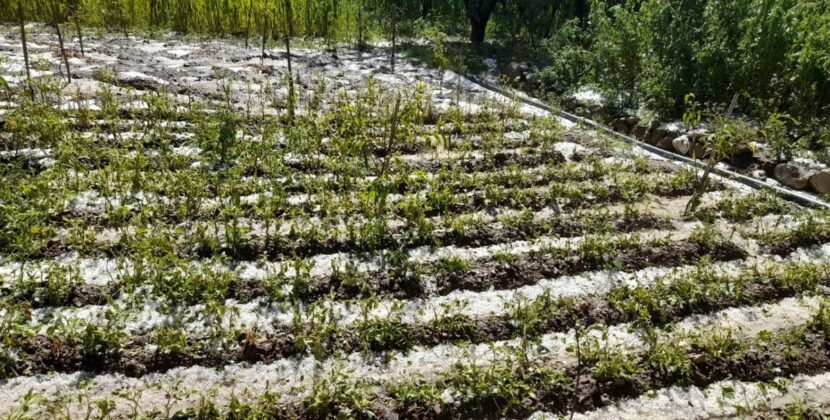 Potosí activa apoyo urgente para productores afectados por granizada en Cotagaita
