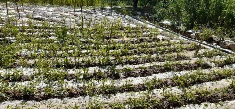 Potosí activa apoyo urgente para productores afectados por granizada en Cotagaita
