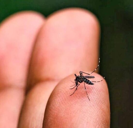 Potosí reporta 31 casos de chikungunya y Sedes declara emergencia sanitaria