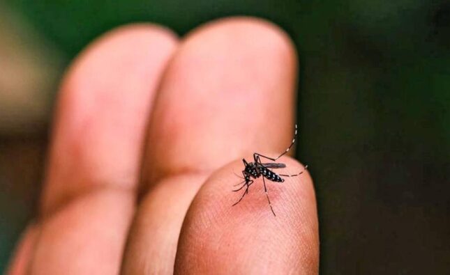 Potosí reporta 31 casos de chikungunya y Sedes declara emergencia sanitaria