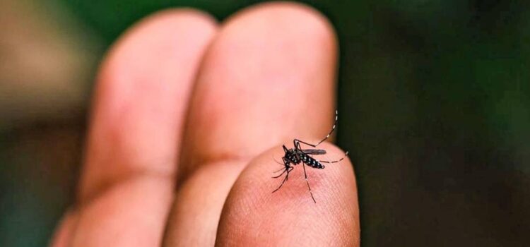 Potosí reporta 31 casos de chikungunya y Sedes declara emergencia sanitaria