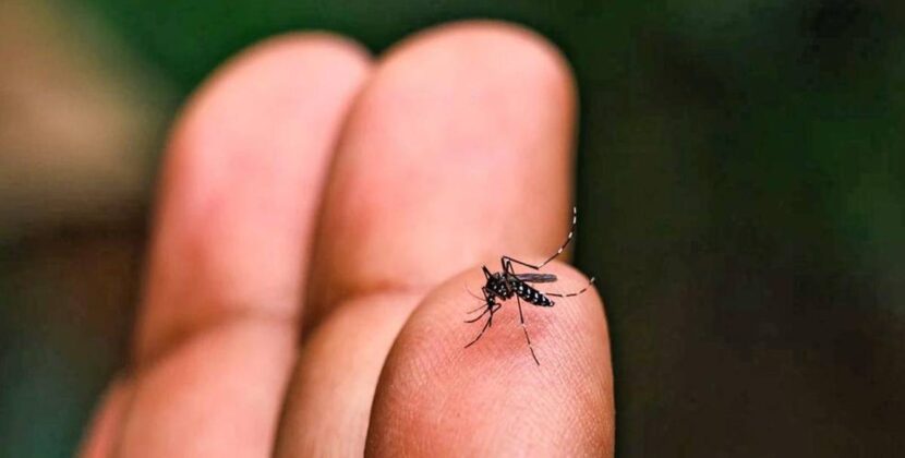 Potosí reporta 31 casos de chikungunya y Sedes declara emergencia sanitaria