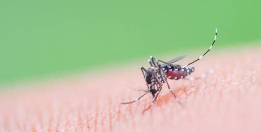 Chuquisaca registra 73 casos nuevos de chikunguña y 85 de influenza en alerta sanitaria