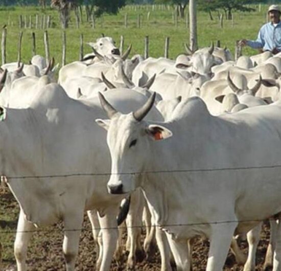 Senado sanciona nueva ley en Bolivia que impone penas de hasta 8 años por abigeato