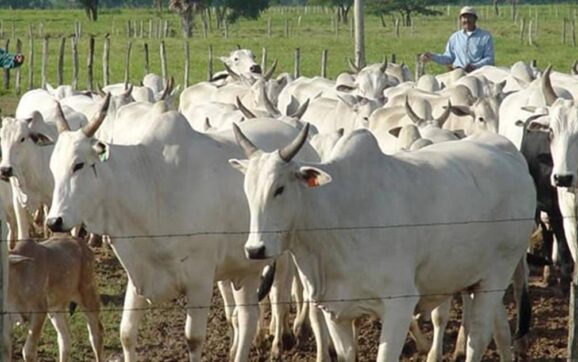 Senado sanciona nueva ley en Bolivia que impone penas de hasta 8 años por abigeato