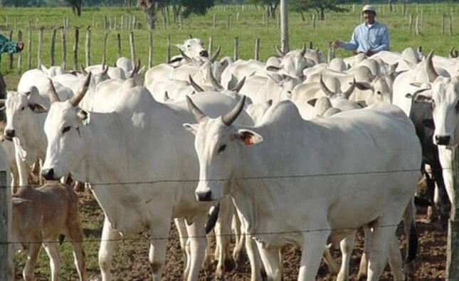 Senado sanciona nueva ley en Bolivia que impone penas de hasta 8 años por abigeato