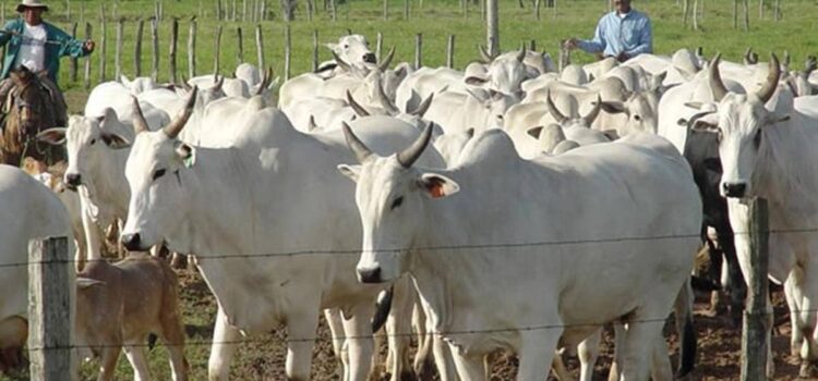 Senado sanciona nueva ley en Bolivia que impone penas de hasta 8 años por abigeato