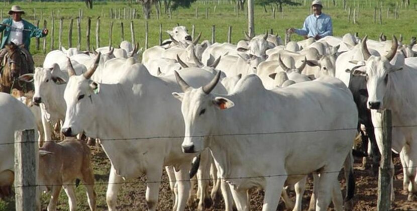 Senado sanciona nueva ley en Bolivia que impone penas de hasta 8 años por abigeato