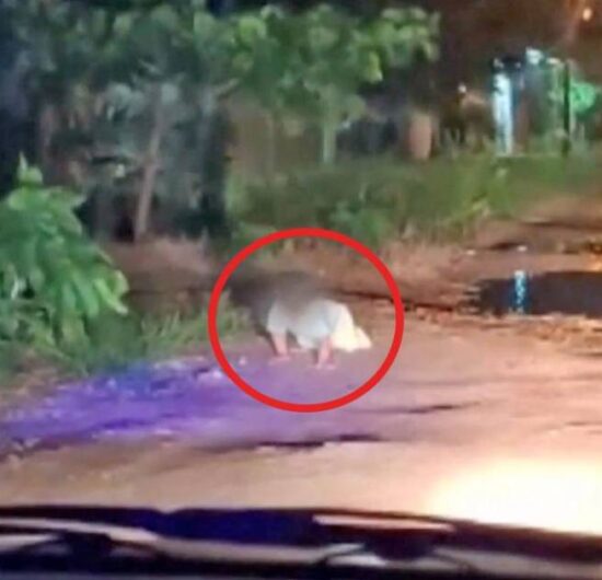 Defensoría de Derechos Humanos advierte proceso legal a padres de bebé que gatea solo en calle