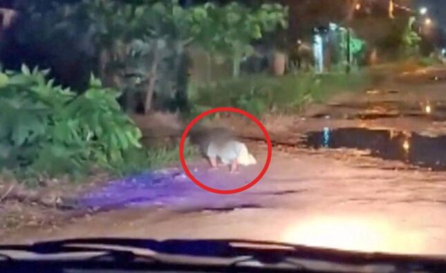 Defensoría de Derechos Humanos advierte proceso legal a padres de bebé que gatea solo en calle