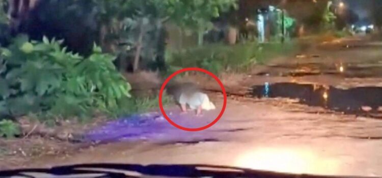 Defensoría de Derechos Humanos advierte proceso legal a padres de bebé que gatea solo en calle