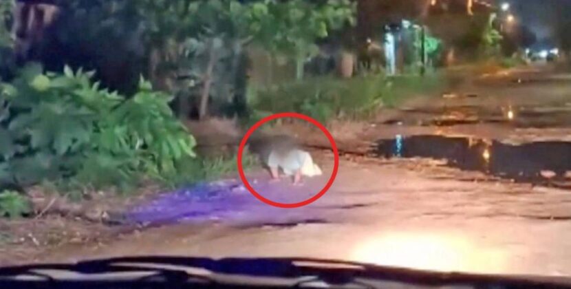 Defensoría de Derechos Humanos advierte proceso legal a padres de bebé que gatea solo en calle