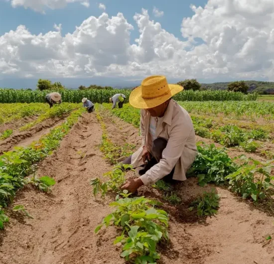 Confeagro pide a presidente promulgar ley para convertir pequeña propiedad