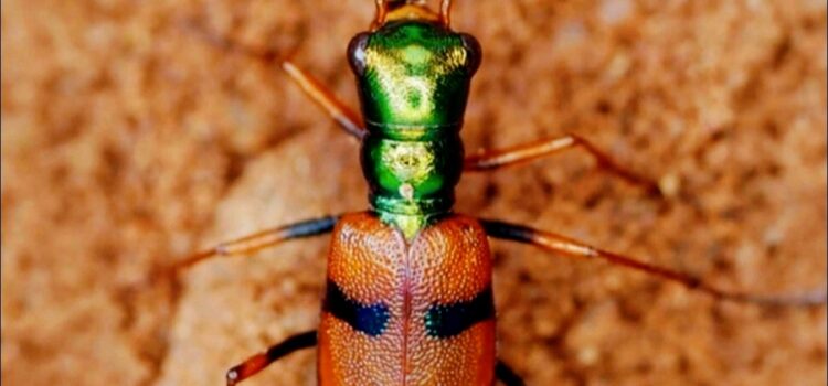 El escarabajo tigre chiquitano gana el Desafío de Conservación de Uproar