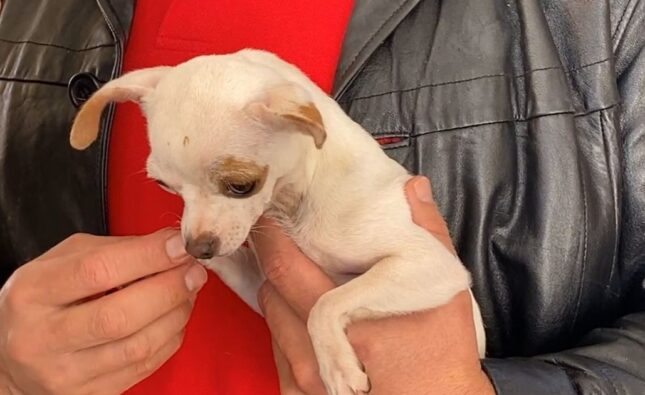 Rescatan a 21 perros hacinados y explotados en criadero clandestino