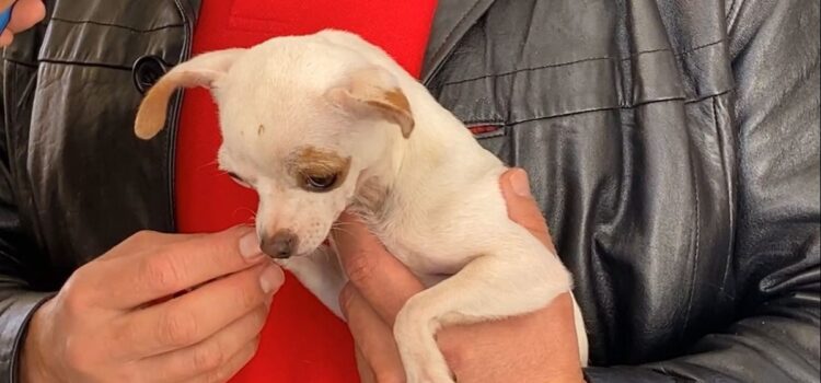 Rescatan a 21 perros hacinados y explotados en criadero clandestino