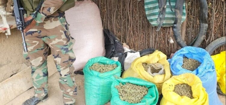 544 kg de marihuana y secuestran sustancias químicas en operativos nacionales