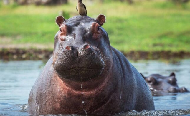 Colombia inicia plan de control y eutanasia para reducir población invasora de hipopótamos