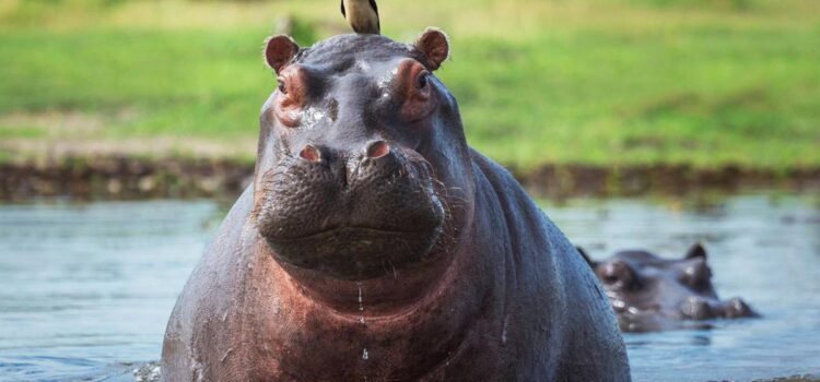Colombia inicia plan de control y eutanasia para reducir población invasora de hipopótamos