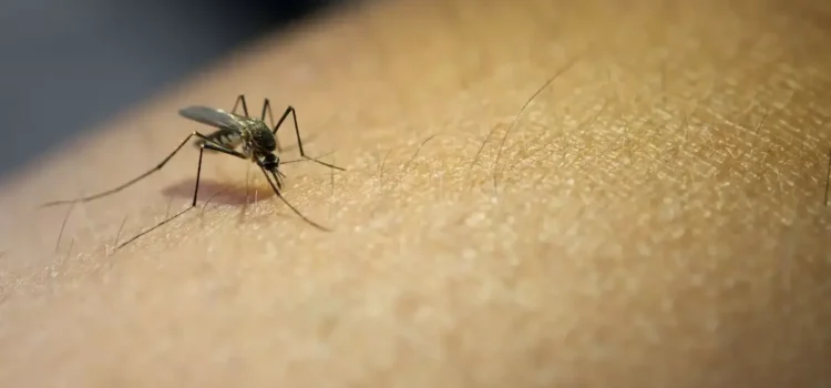 Confirman segundo caso de fiebre amarilla en Gutiérrez tras muerte de un joven de 20 años