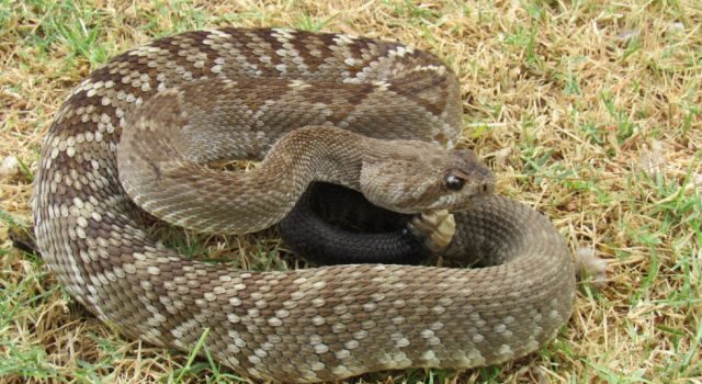 Niño mordido por serpiente cascabel en Tarija mejora tras hemodiálisis y saldrá de terapia intensiva