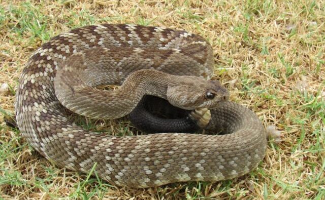 Niño mordido por serpiente cascabel en Tarija mejora tras hemodiálisis y saldrá de terapia intensiva