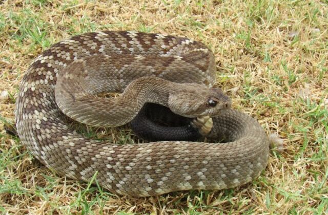 Niño mordido por serpiente cascabel en Tarija mejora tras hemodiálisis y saldrá de terapia intensiva