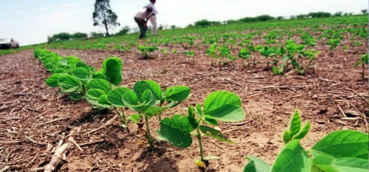 Ley 1720 permite a pequeños productores soyeros cambiar predios y acceder a créditos en Santa Cruz