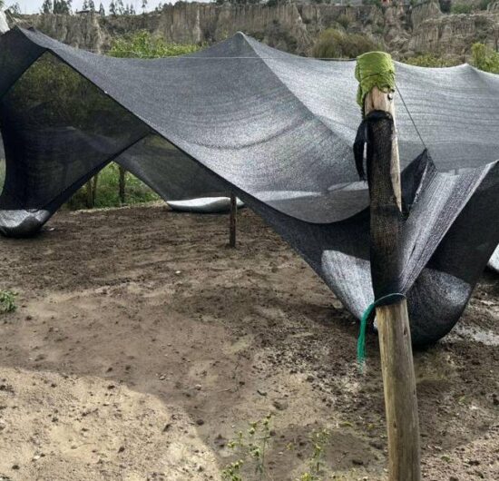 Granizada en Mecapaca destruye más de 30 hectáreas de cultivos y deja a comunarios sin ingresos