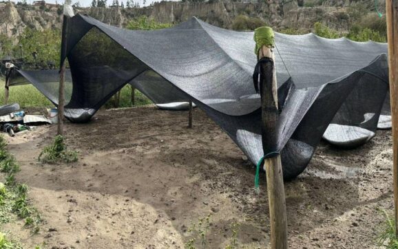 Granizada en Mecapaca destruye más de 30 hectáreas de cultivos y deja a comunarios sin ingresos