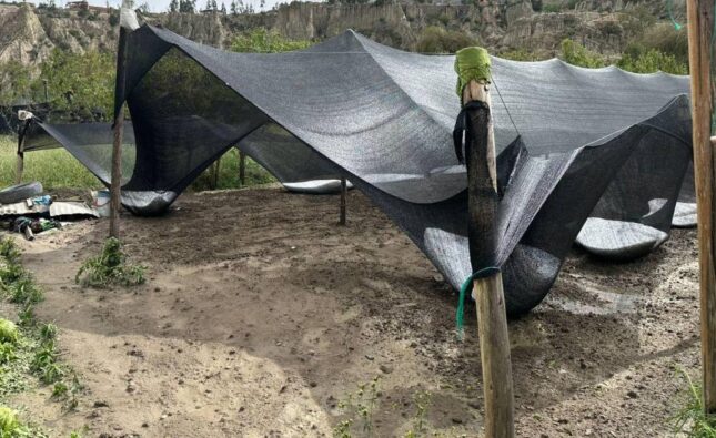 Granizada en Mecapaca destruye más de 30 hectáreas de cultivos y deja a comunarios sin ingresos