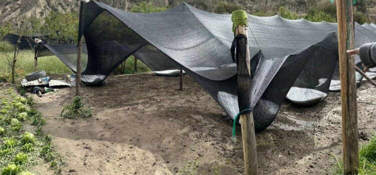 Granizada en Mecapaca destruye más de 30 hectáreas de cultivos y deja a comunarios sin ingresos