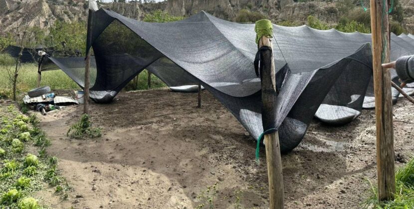 Granizada en Mecapaca destruye más de 30 hectáreas de cultivos y deja a comunarios sin ingresos